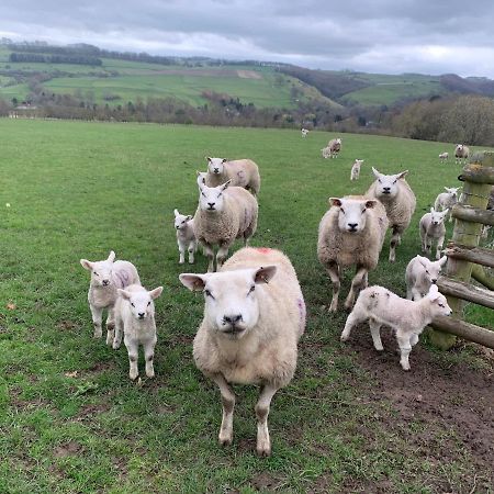 Great LongstoneCounting Sheep公寓 外观 照片