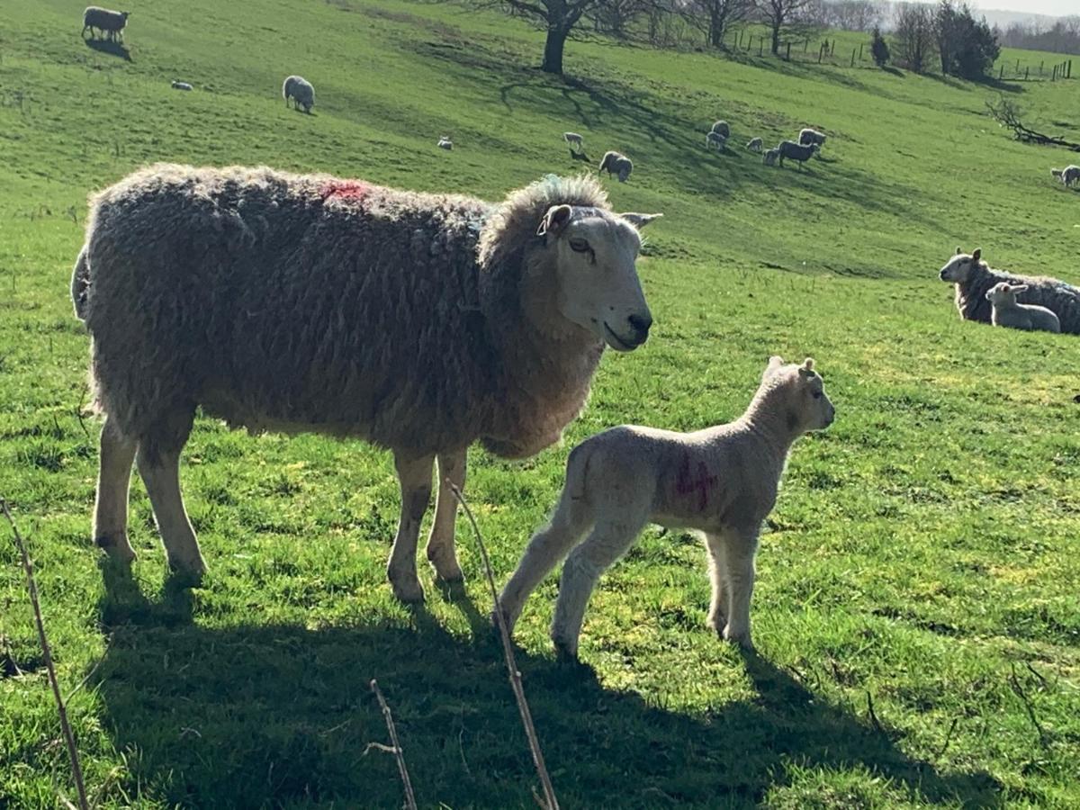 Great LongstoneCounting Sheep公寓 外观 照片